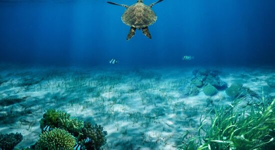 Koh Rong Ocean and Tortoise